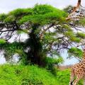 Afrique du sud giraffe
