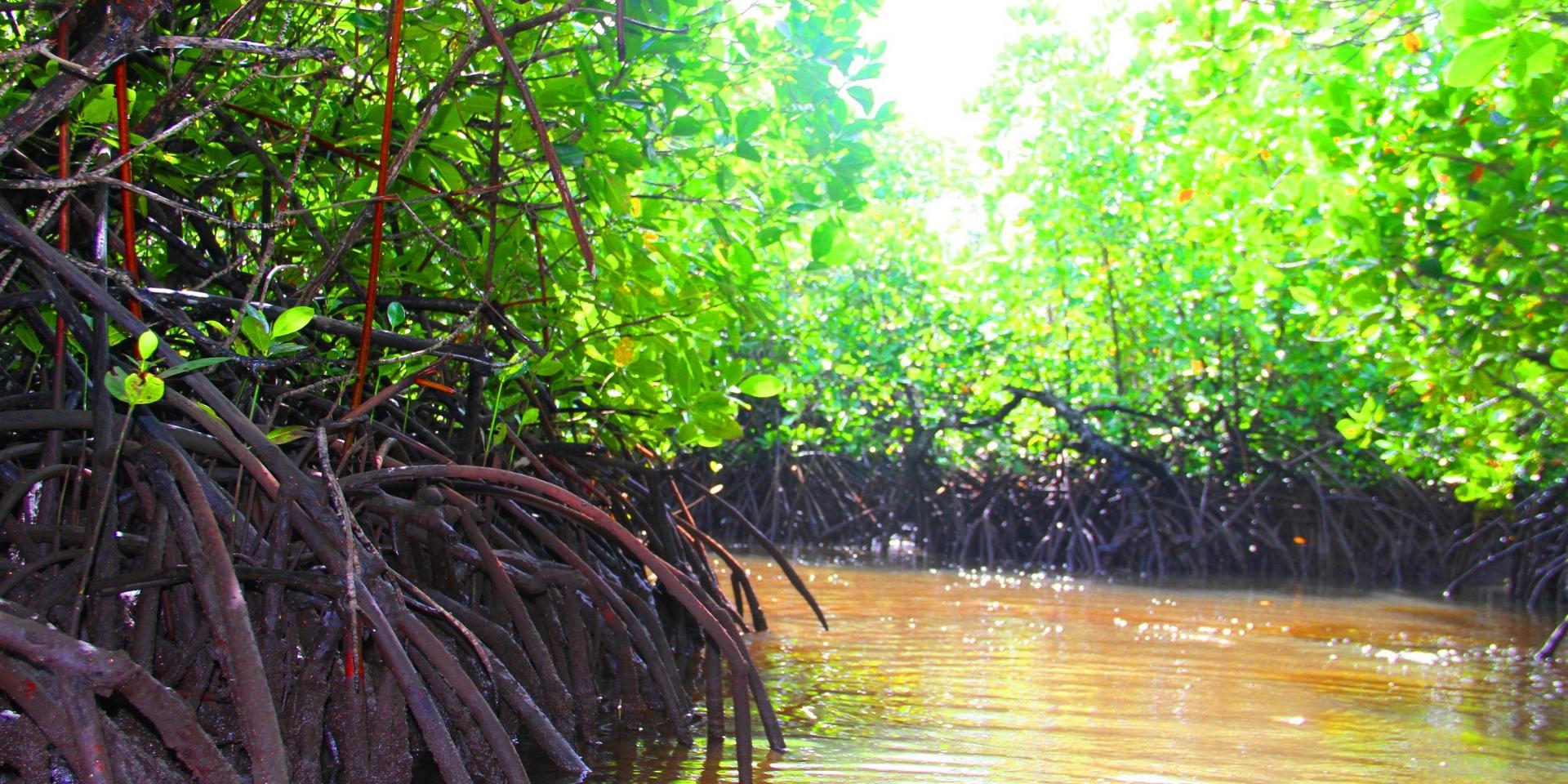 Sainte marie mangrove